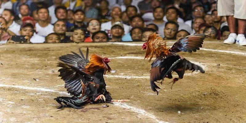 Giới thiệu đá gà cựa dao tốc độ cao VN138